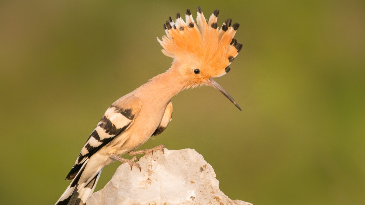Eurasian Hoopoe bird with crest