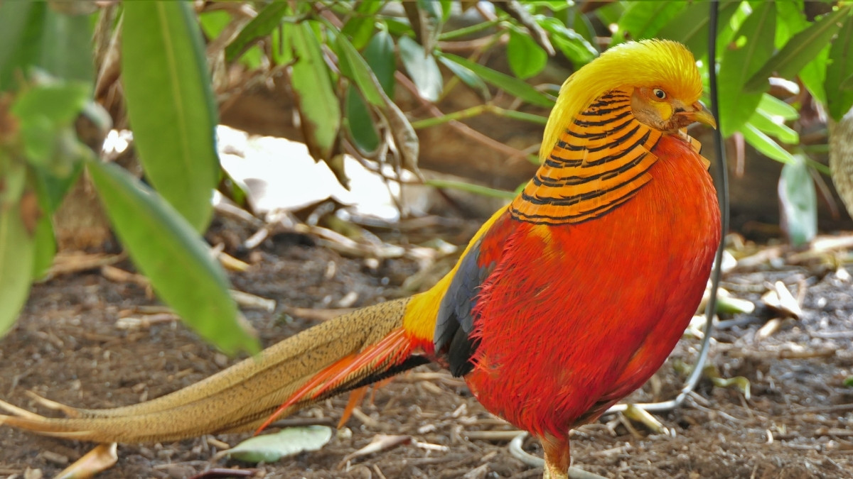 Golden Pheasant bird with crest