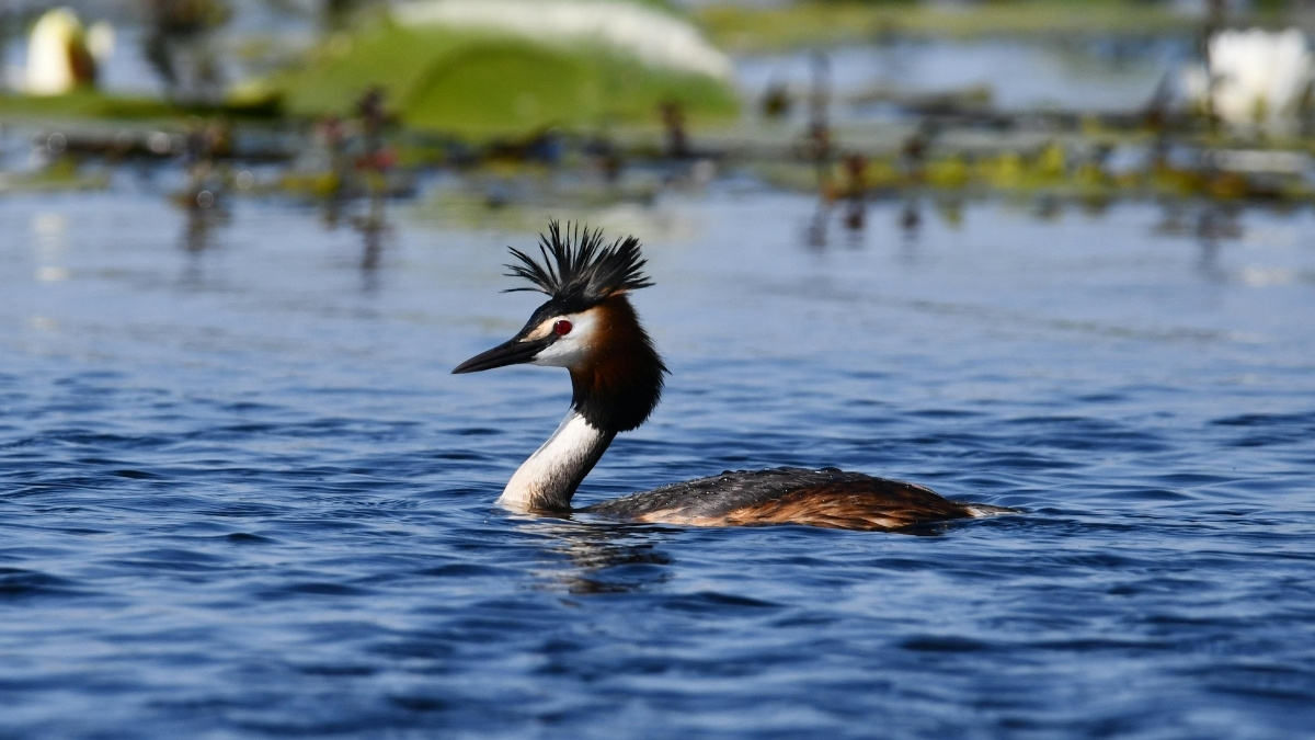Great Crested Grebe bird with crest