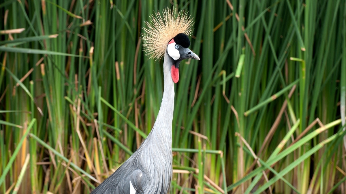 Grey Crowned Crane bird with crest