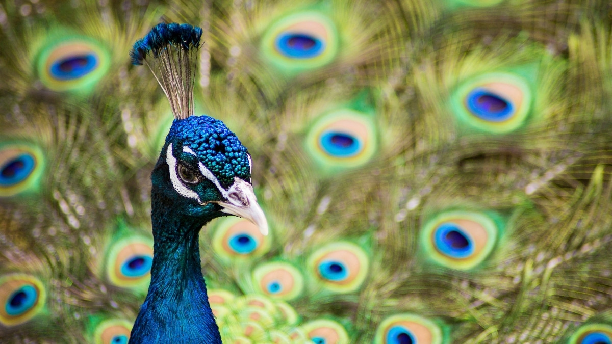 Indian Peafowl bird with crest