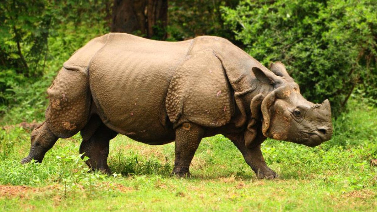 Indian Rhinoceros