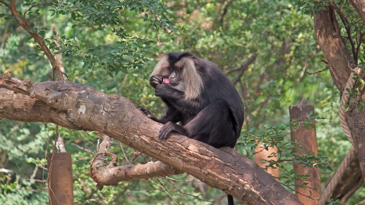 Lion Tailed Macaque
