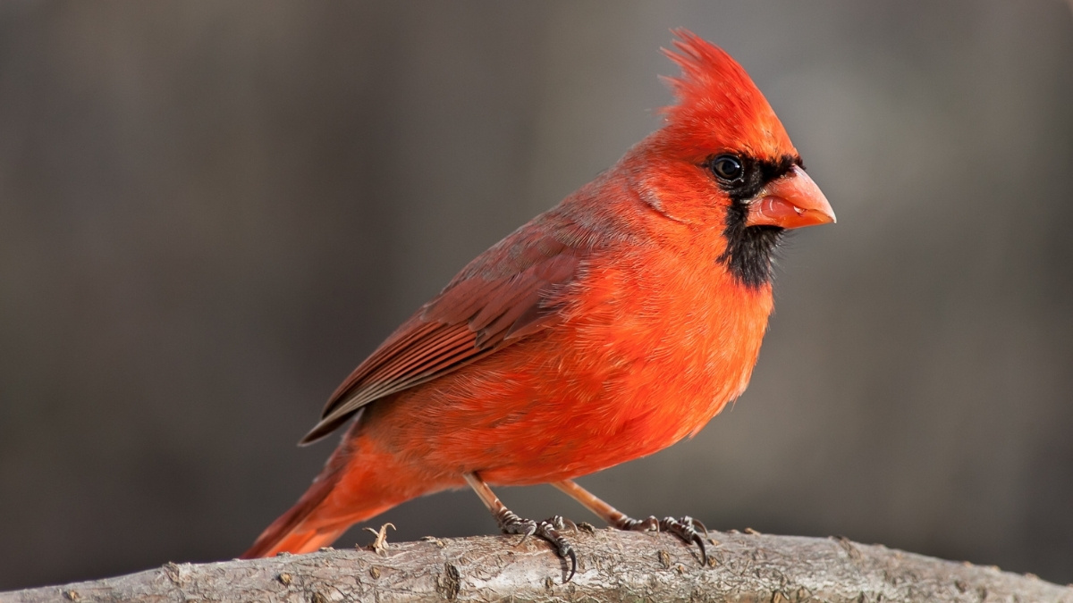 Northern Cardinal bird with crest