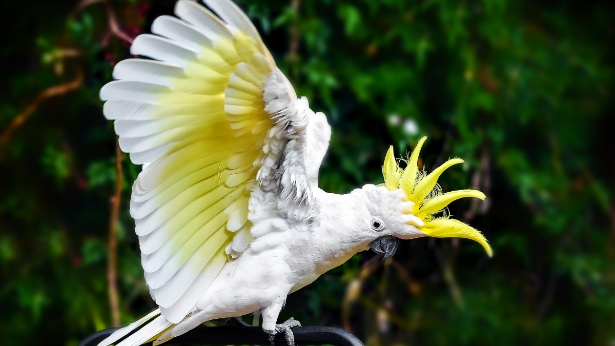 Sulphur-crested Cockatoo bird with crest