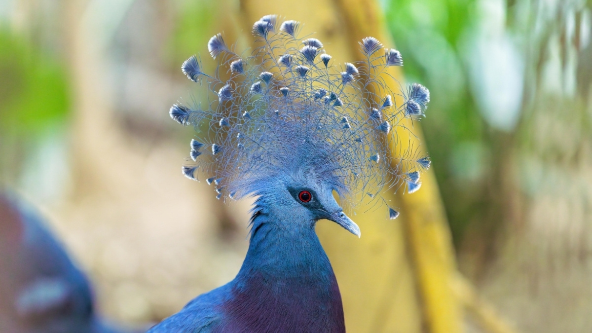 Victoria Crowned Pigeon bird with crest