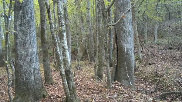 find the deer-que-12