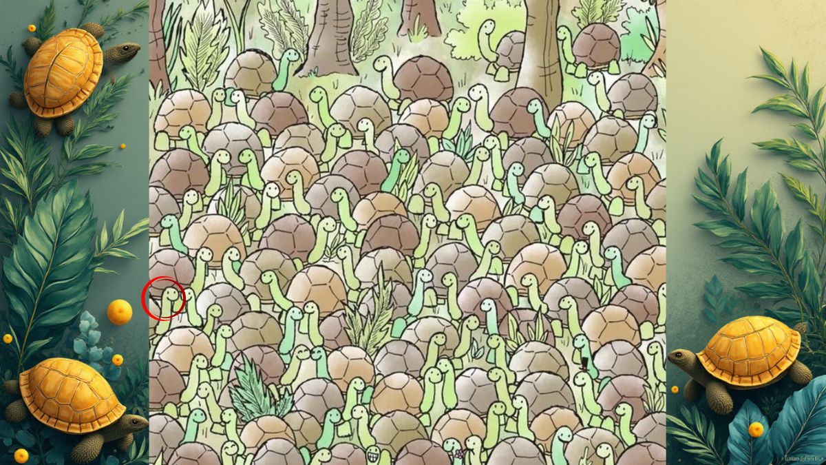 find the hidden snake among the tortoise-sol