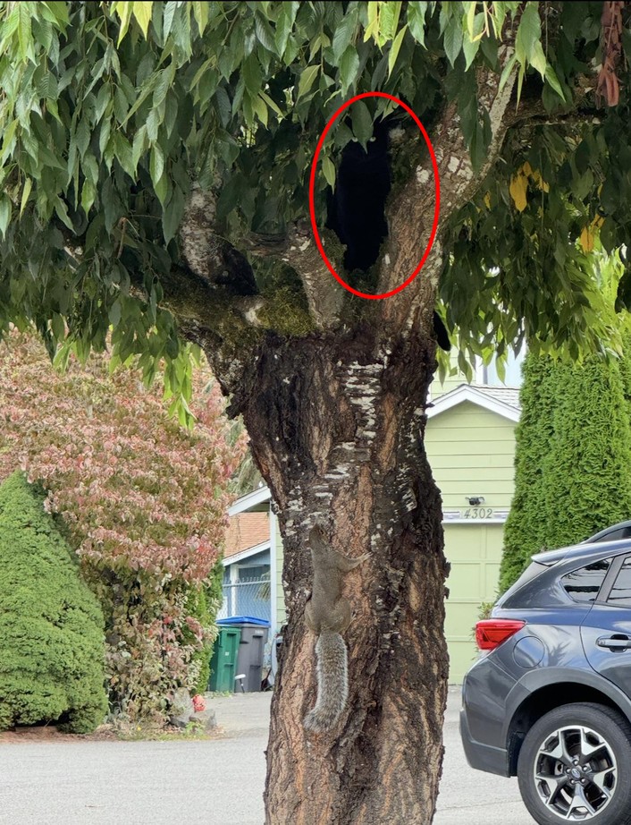 Find the cat solution