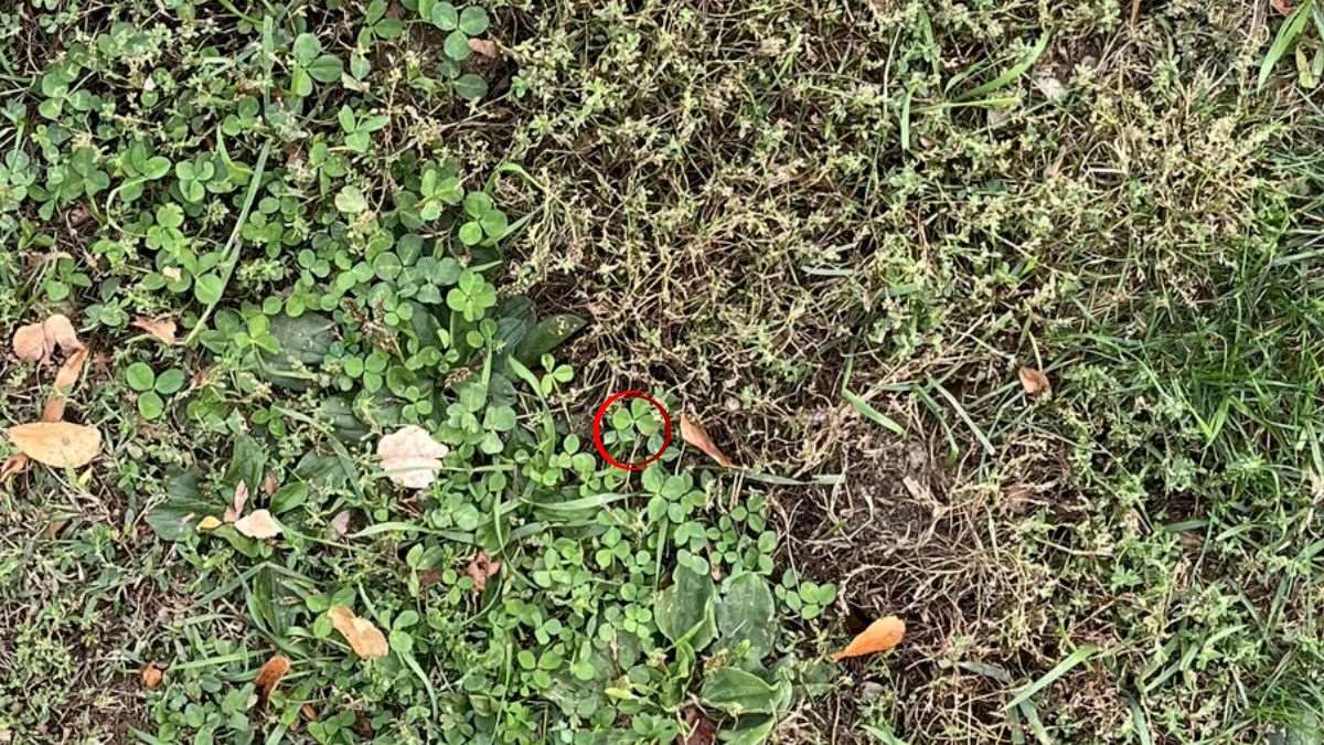 Find the four-leaf cover-que-sol