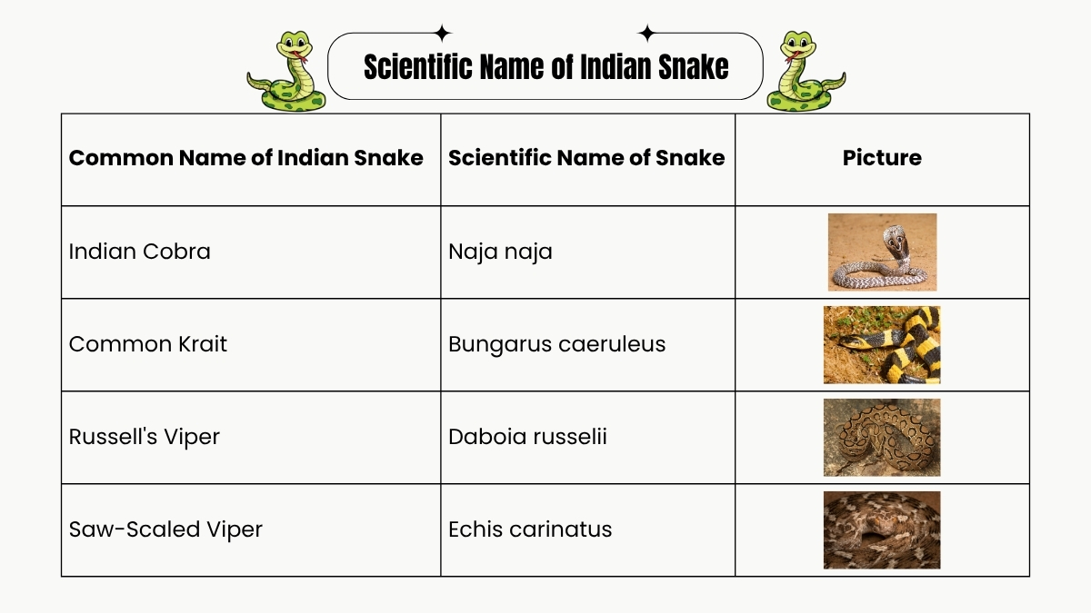 Scientific Name of Snake in India