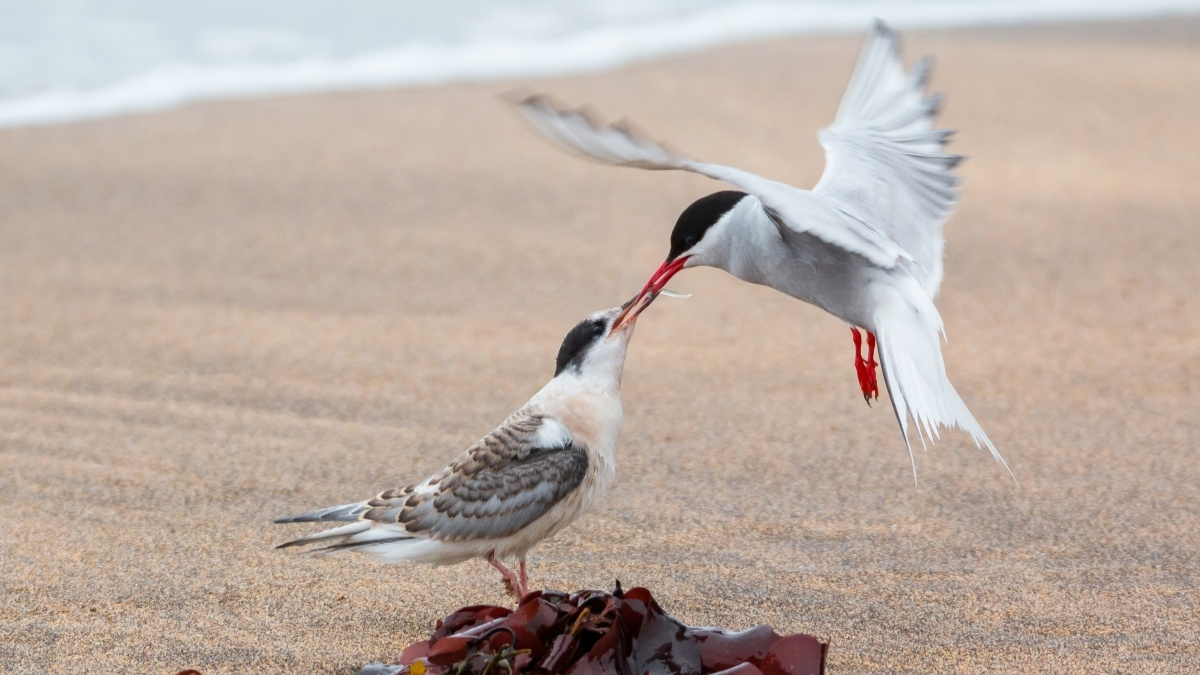 Arctic Tern Animal that migrate
