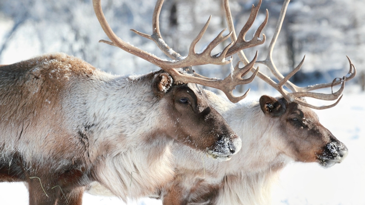 Caribou Animal that migrate