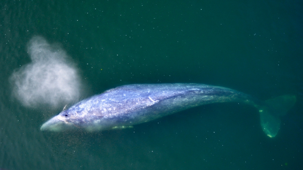 Gray Whale Animal that migrate