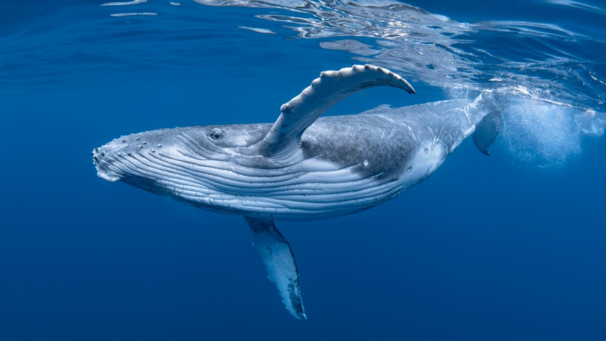 Humpback Whale Animal that migrate