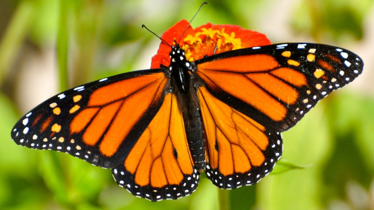 Monarch Butterfly Animal that migrate