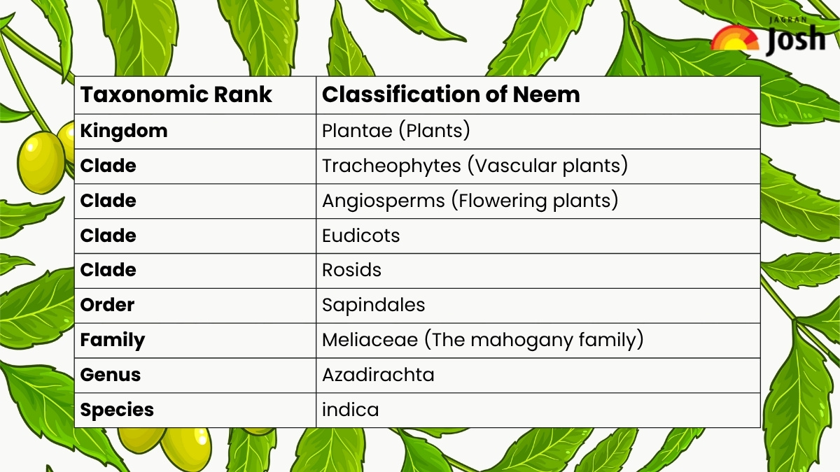Classification of Neem
