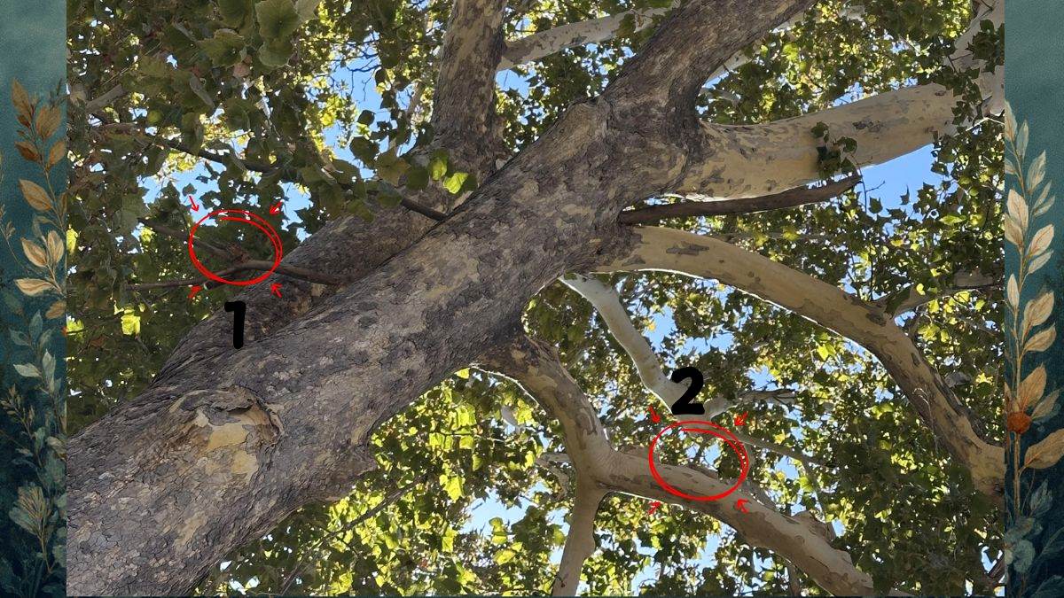 find te squirrel-sol