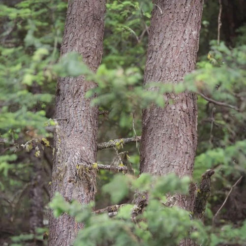 theres-an-owl-here-v0-f8atdpp6c6tf1