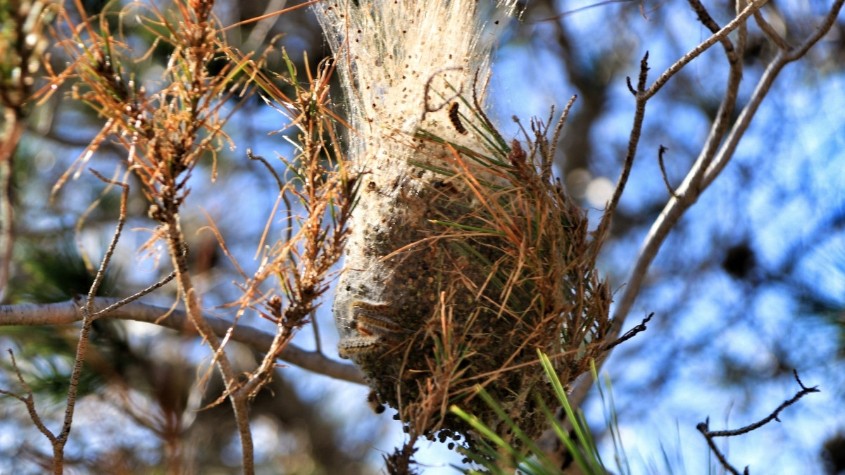 Bag-shelter Moth Poisonous Caterpillar