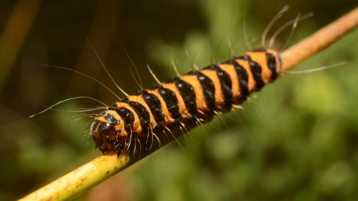 Cinnabar Moth Poisonous Caterpillar