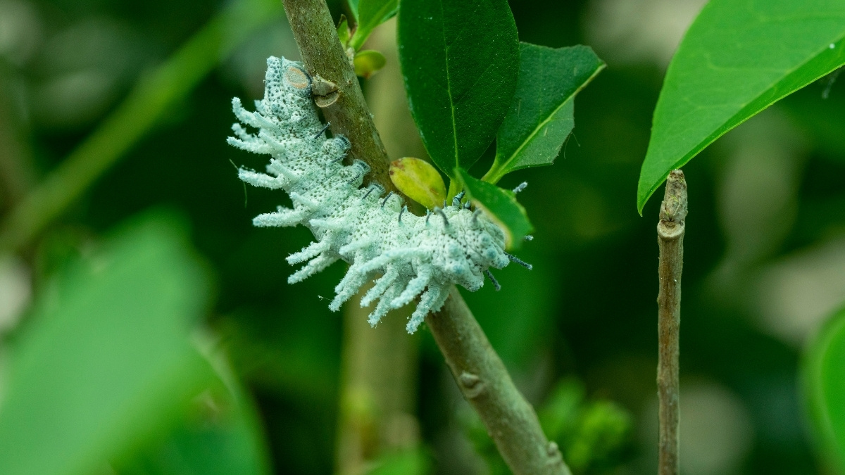 Giant Silkworm Moth Poisonous Caterpillar