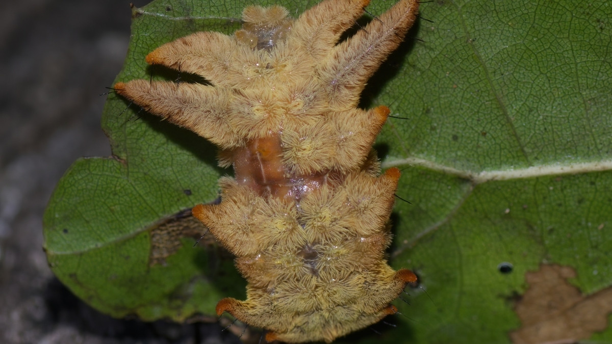 Hag Moth Poisonous Caterpillar