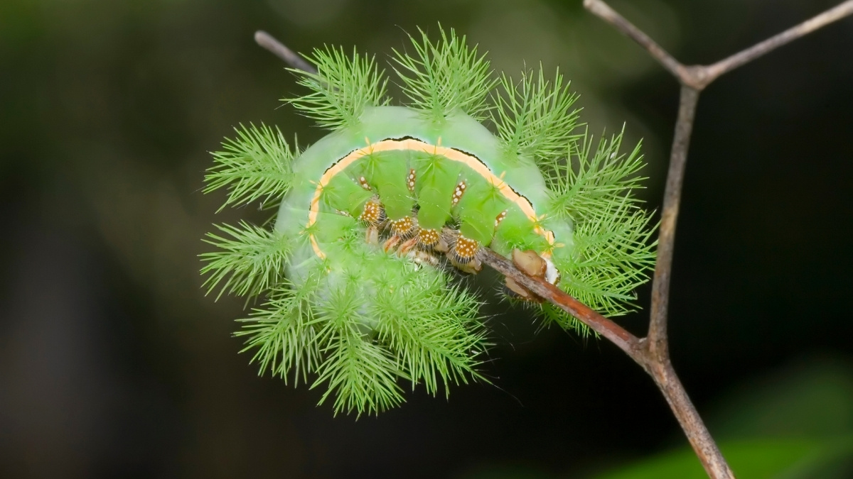 Io Moth Poisonous Caterpillar