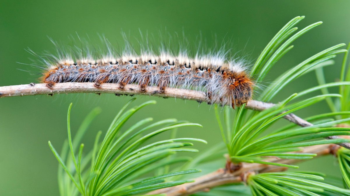 Pine Processionary Poisonous Caterpillar