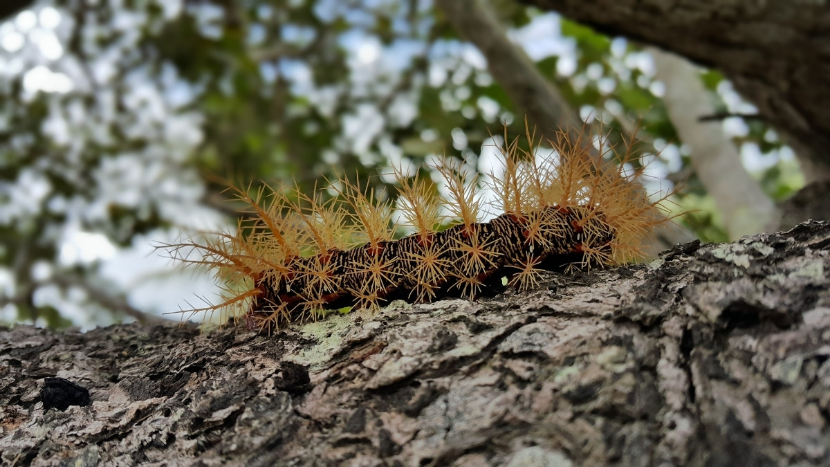 Puss Poisonous Caterpillar
