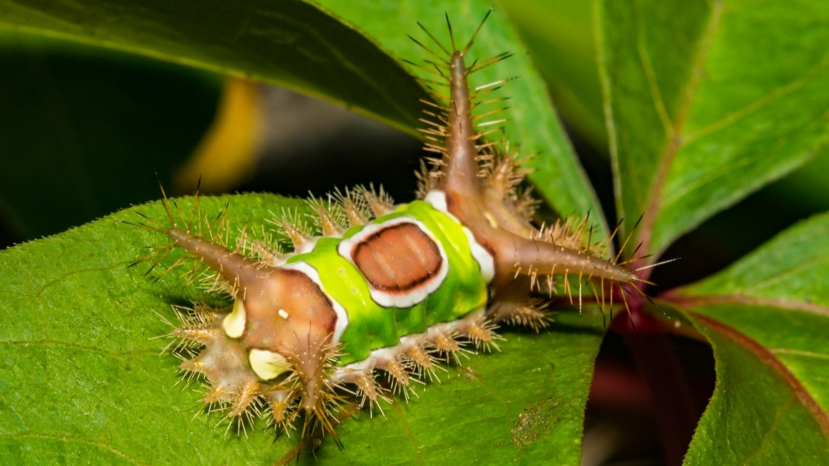 Saddleback Poisonous Caterpillar