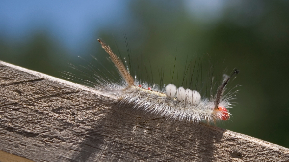 White-marked Tussock Moth Poisonous Caterpillar