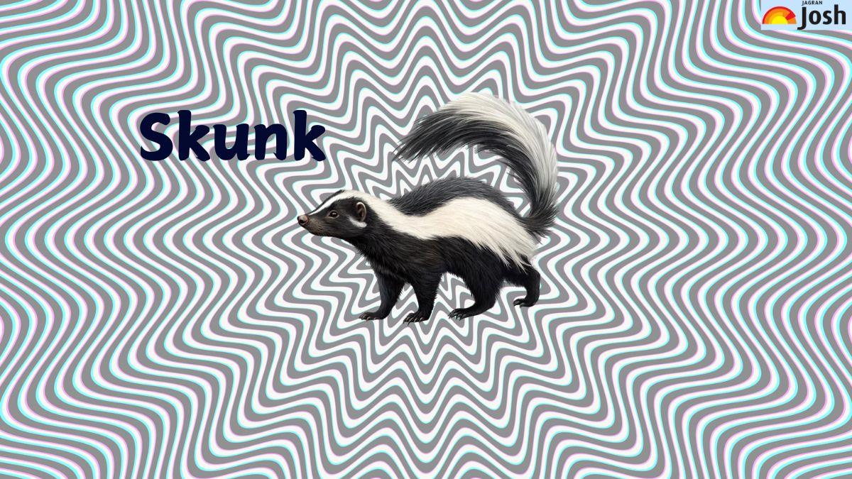 can you identify which animal is hidden in this optical illusion-sol
