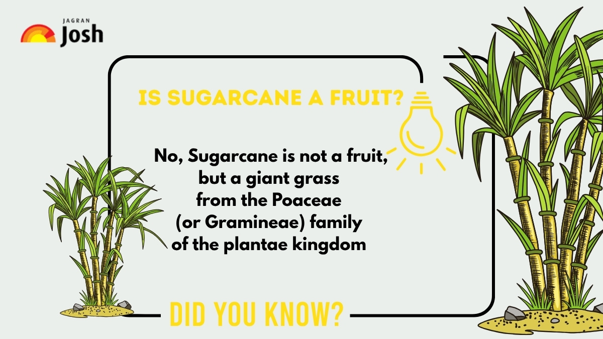 Is sugarcane a fruit