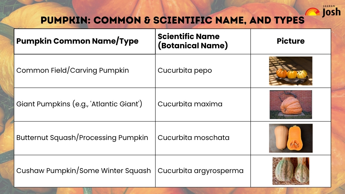 Pumpkin Common and Scientific NAME