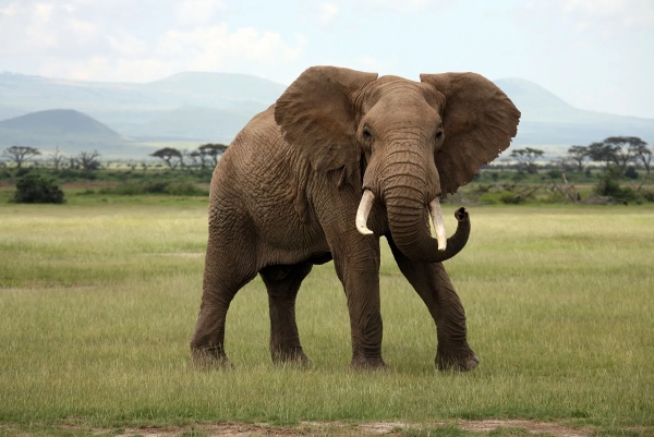 african-elephant-image