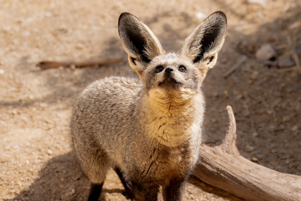 bat-eared-fox-5
