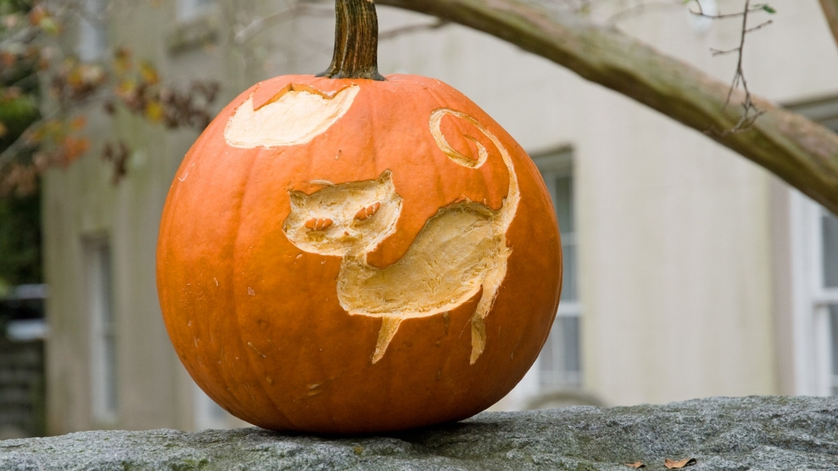 cat pumpkin carving