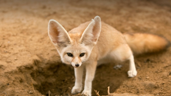 fennec-fox