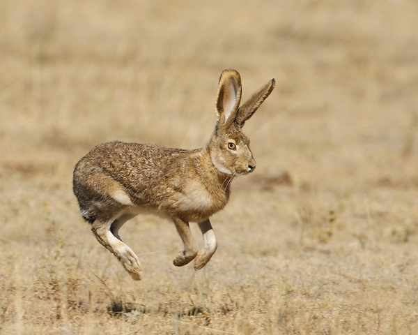 jackrabbit