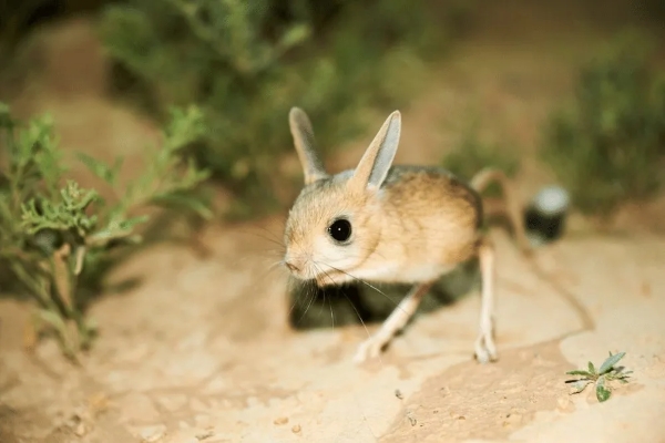 jerboa
