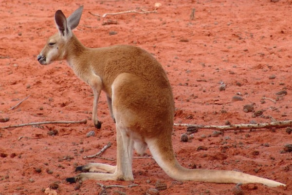 kangaroo