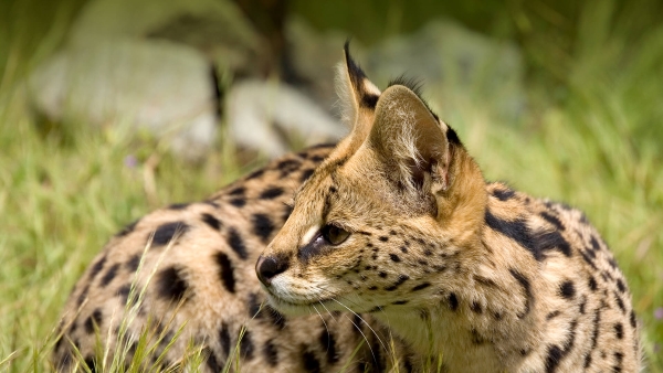 serval