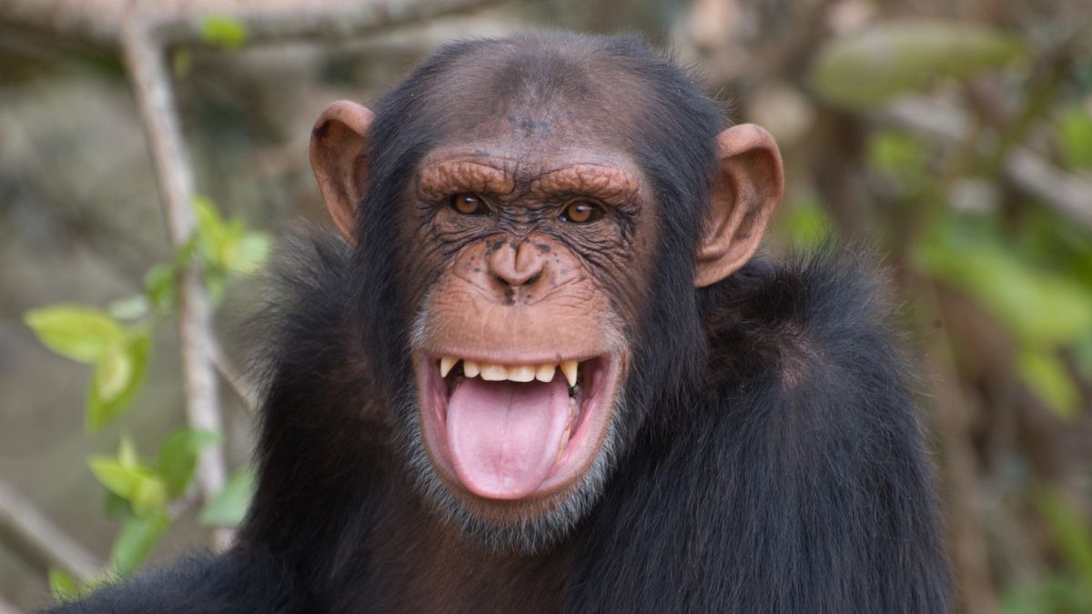 Chimpanzee Chimpanzee