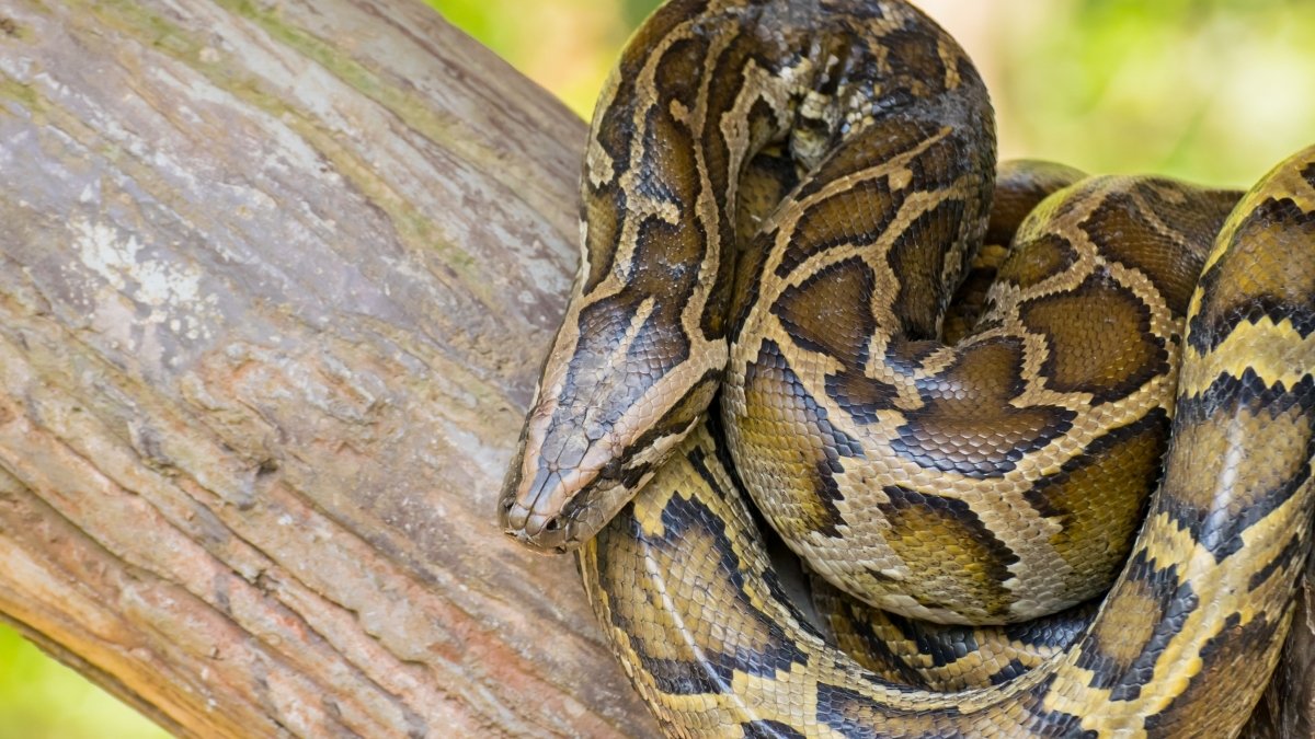 Python animal that sleeps the most