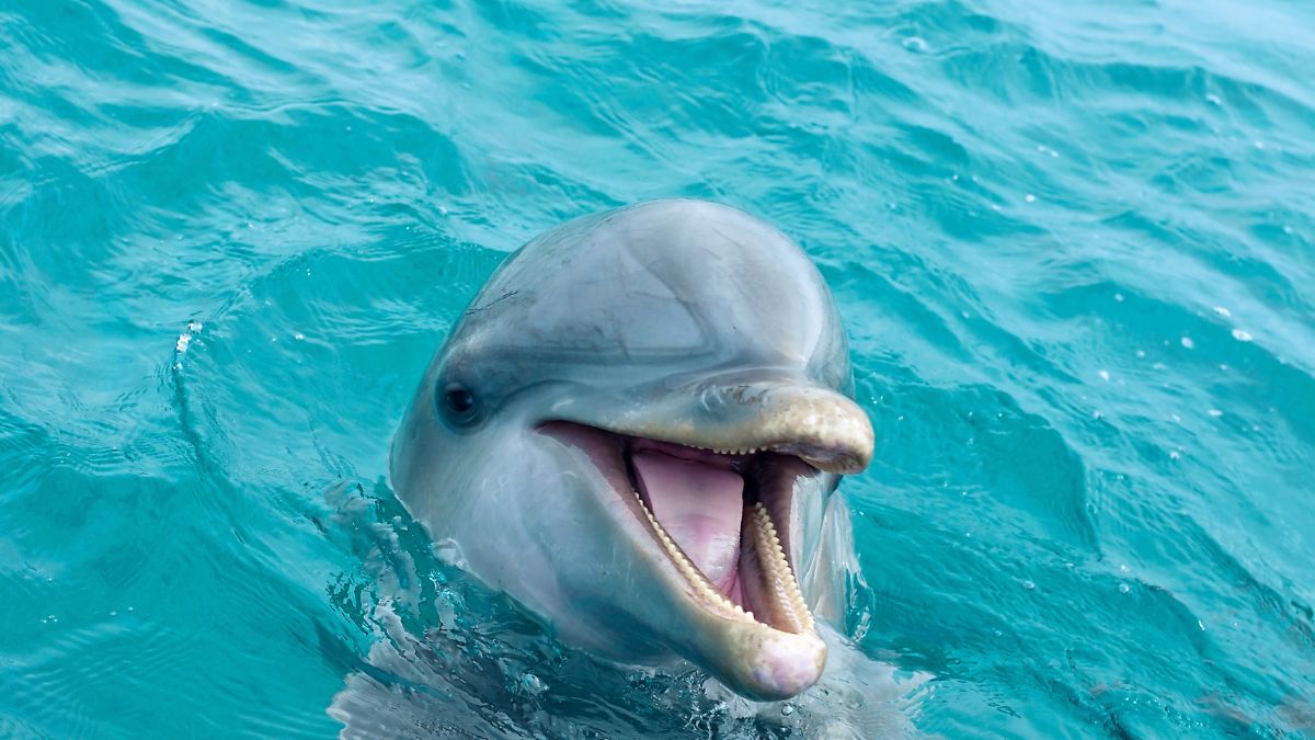 bottlenose dolphin bottlenose dolphin