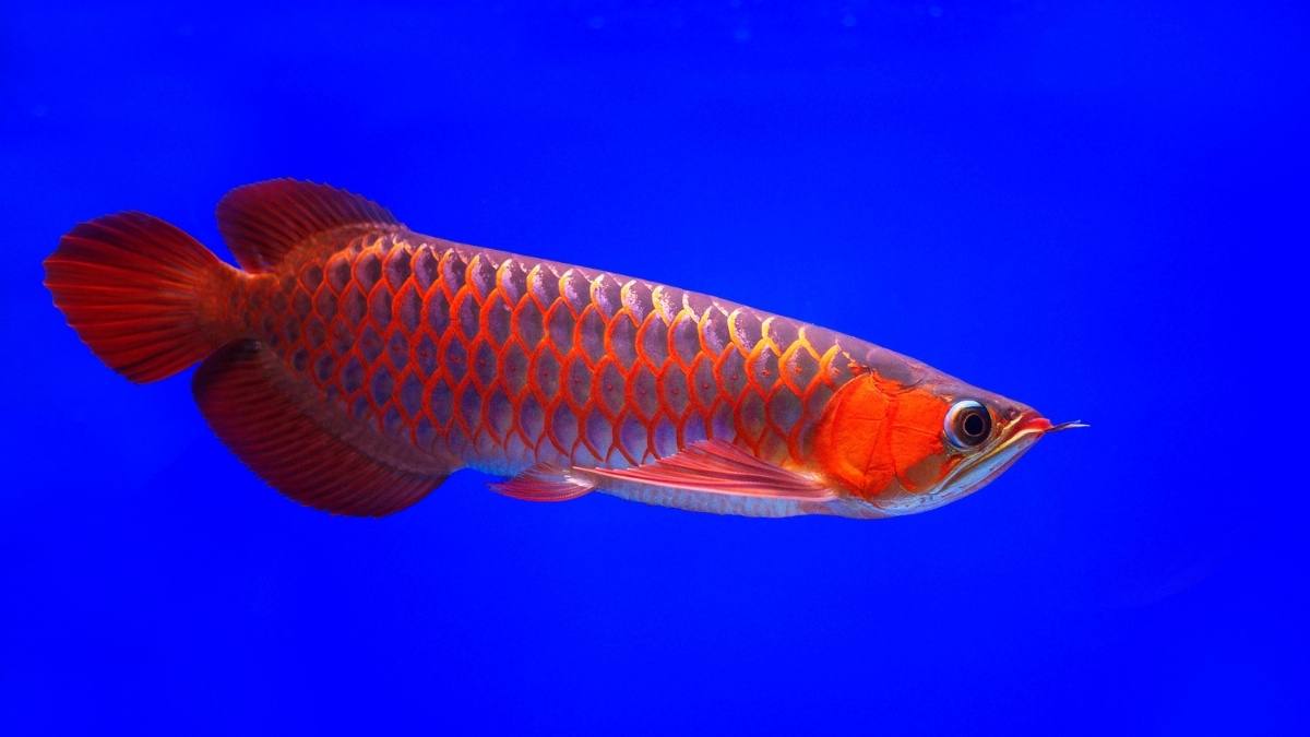 Asian Arowana Red Arowana Most Expensive Aquarium Fish
