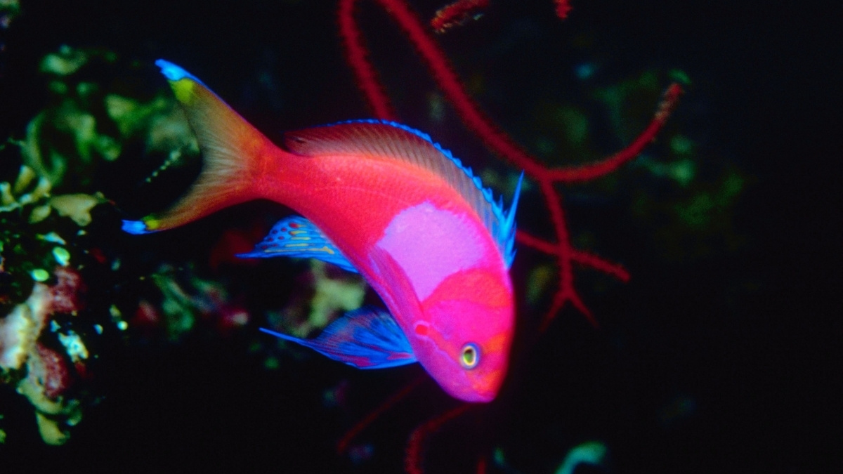 Bladefin Basslet Most Expensive Aquarium Fish