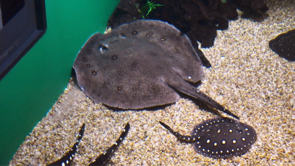 Freshwater Polka Dot Stingray Most Expensive Aquarium Fish