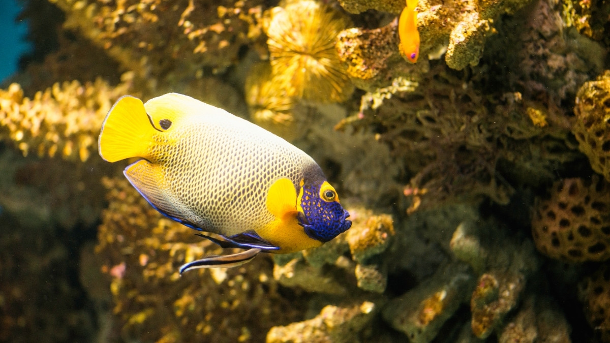 Masked Angelfish Most Expensive Aquarium Fish